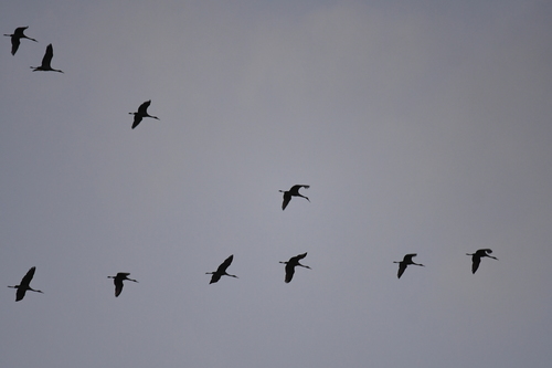 Sandhill Crane photographed in Missouri