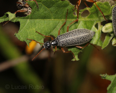 Epicauta fulvicornis