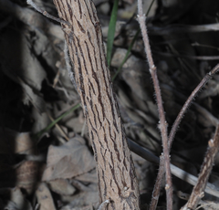 Condea tomentosa