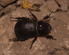 Archophileurus