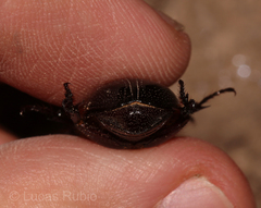 Archophileurus