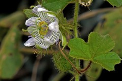 Passiflora chrysophylla