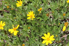 Perymenium buphthalmoides