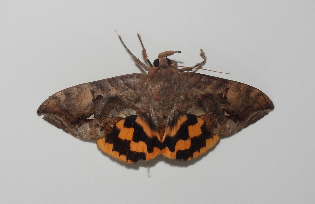 Eudocima procus