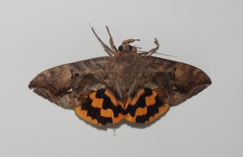 Eudocima procus