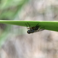 Pygophora apicalis