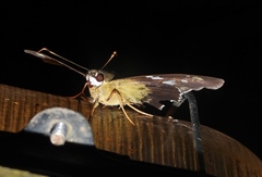Nascus phocus