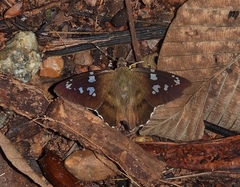 Nascus phocus