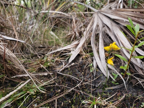 Utricularia simulans image