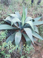 Agave inaequidens