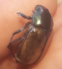 Anomala testaceipennis