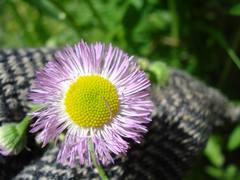 Erigeron philadelphicus philadelphicus