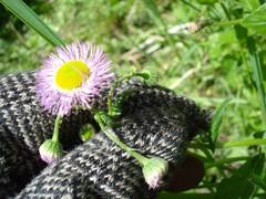 Erigeron philadelphicus philadelphicus