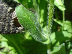 Erigeron philadelphicus philadelphicus