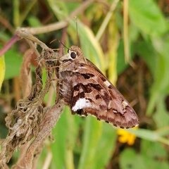 Codatractus alcaeus alcaeus