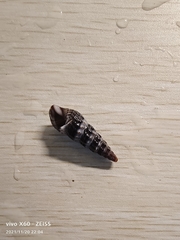 Batillaria zonalis
