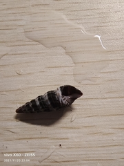 Batillaria zonalis