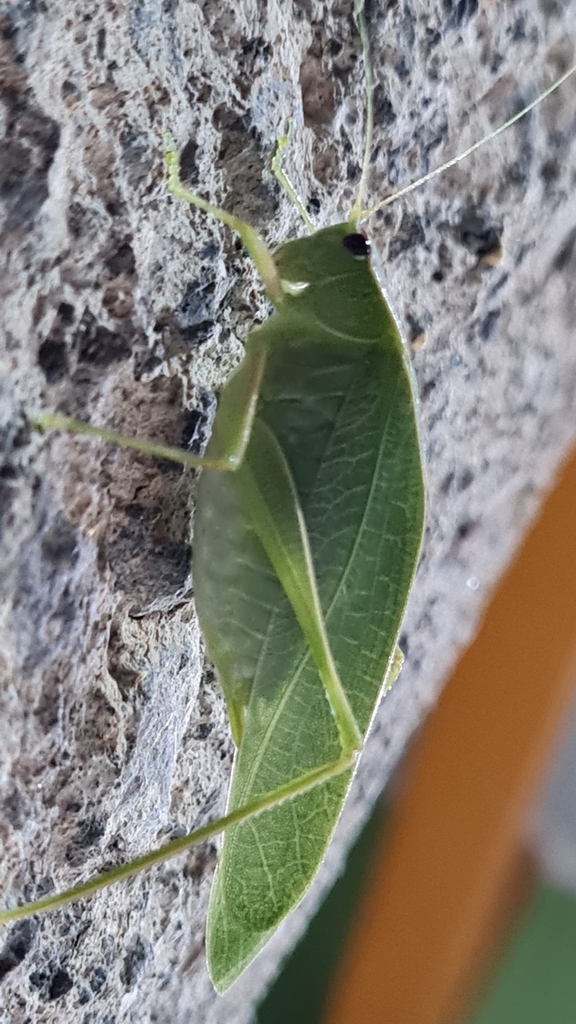 Chloroscirtus