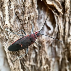 Leptocoris mitellatus