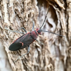Leptocoris mitellatus