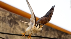 Falco sparverius