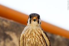 Falco sparverius