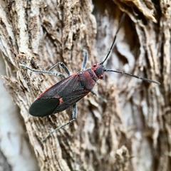 Leptocoris mitellatus