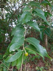 Lindera glauca