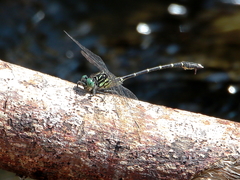 Hemigomphus theischingeri
