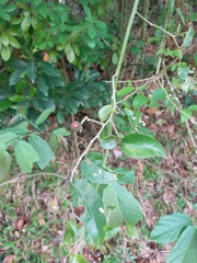 Lindera glauca