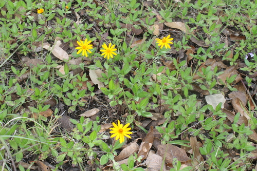 Melampodium aureum