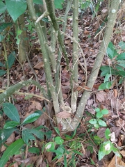 Lindera glauca