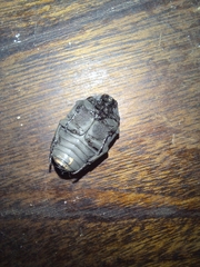 Gymnetis pudibunda