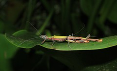 Damasippus