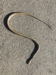Elaphe quadrivirgata