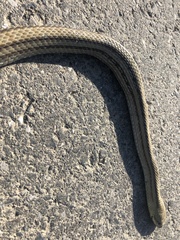 Elaphe quadrivirgata