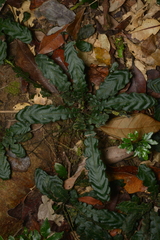 Blechnum opacum