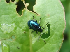 Platycorynus chalybaeus