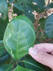 Tropicomyia polyphyta