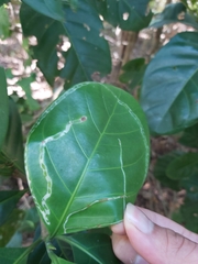 Tropicomyia polyphyta