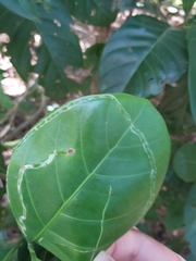Tropicomyia polyphyta