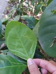 Tropicomyia polyphyta
