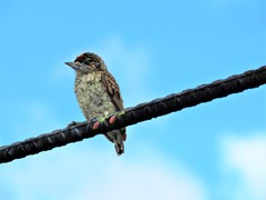 Picumnus squamulatus