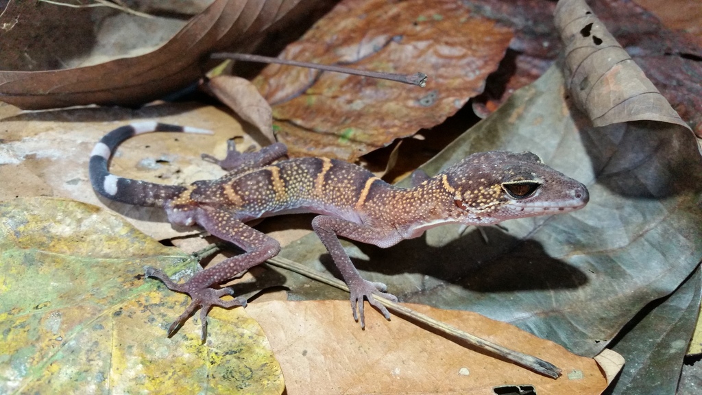 Cat Ba Tiger Gecko