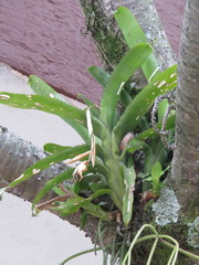 Aechmea bracteata