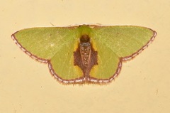 Synchlora astraeoides