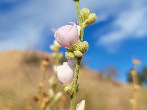 Image of Malacothamnus orbiculatus by (c) Daniel S., some rights reserved (CC BY)