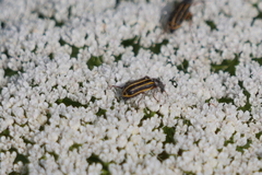 Astylus tucumanensis