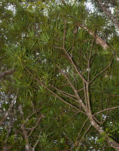 Austrotaxus spicata observed 2021-11-14