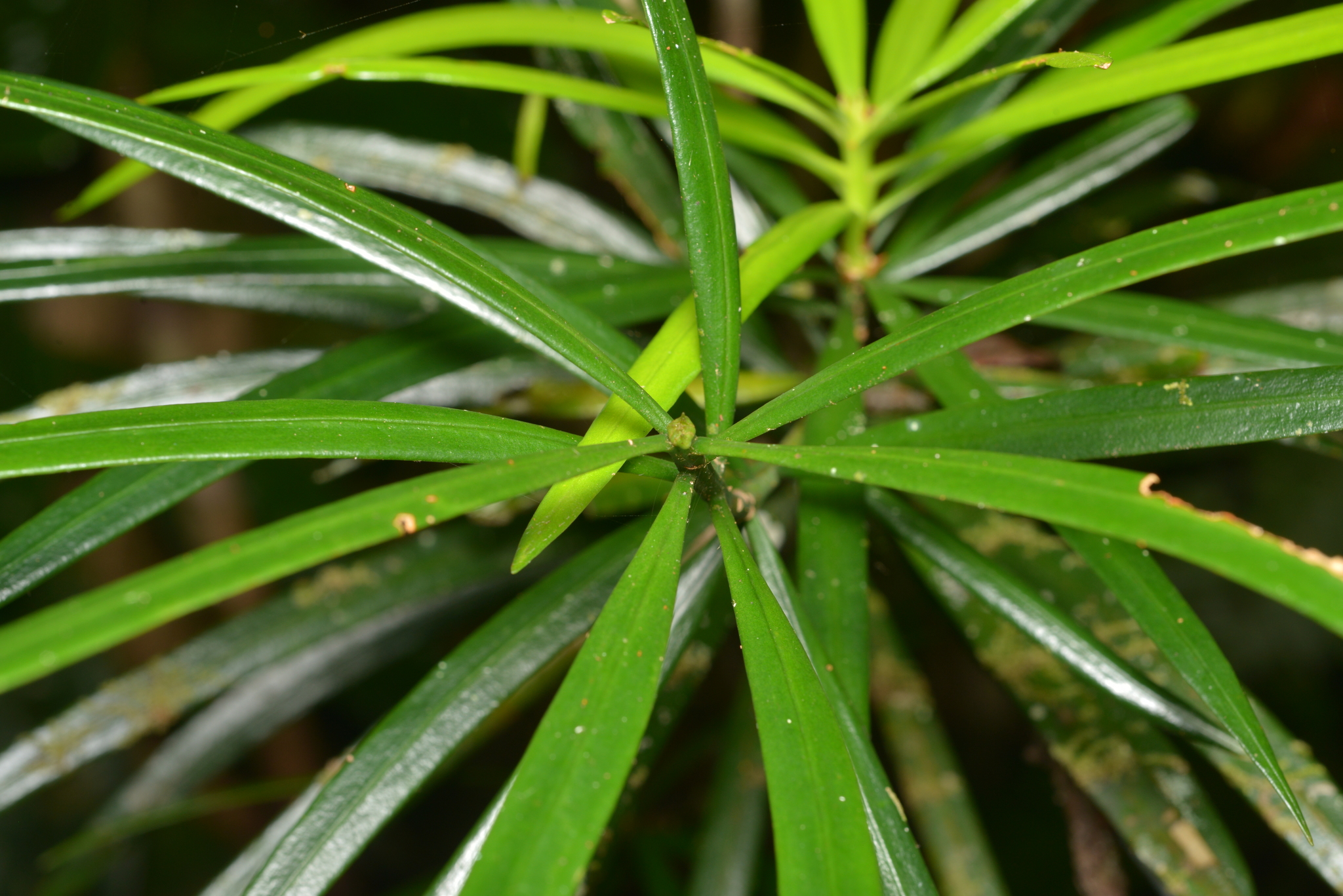 Austrotaxus spicata